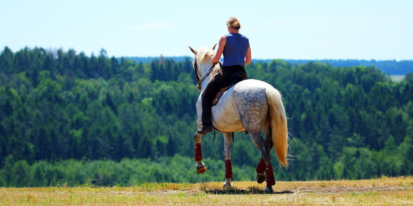 Pferd und Landschaft